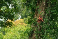 Orangutan bornejsky - Pongo pygmaeus - Bornean Orangutan o9980